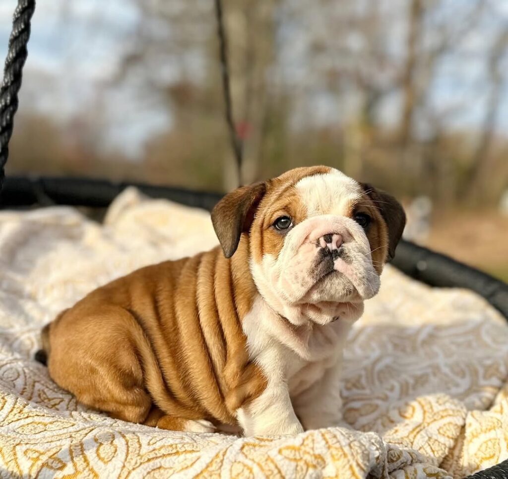 English Bulldog Puppies for sale
