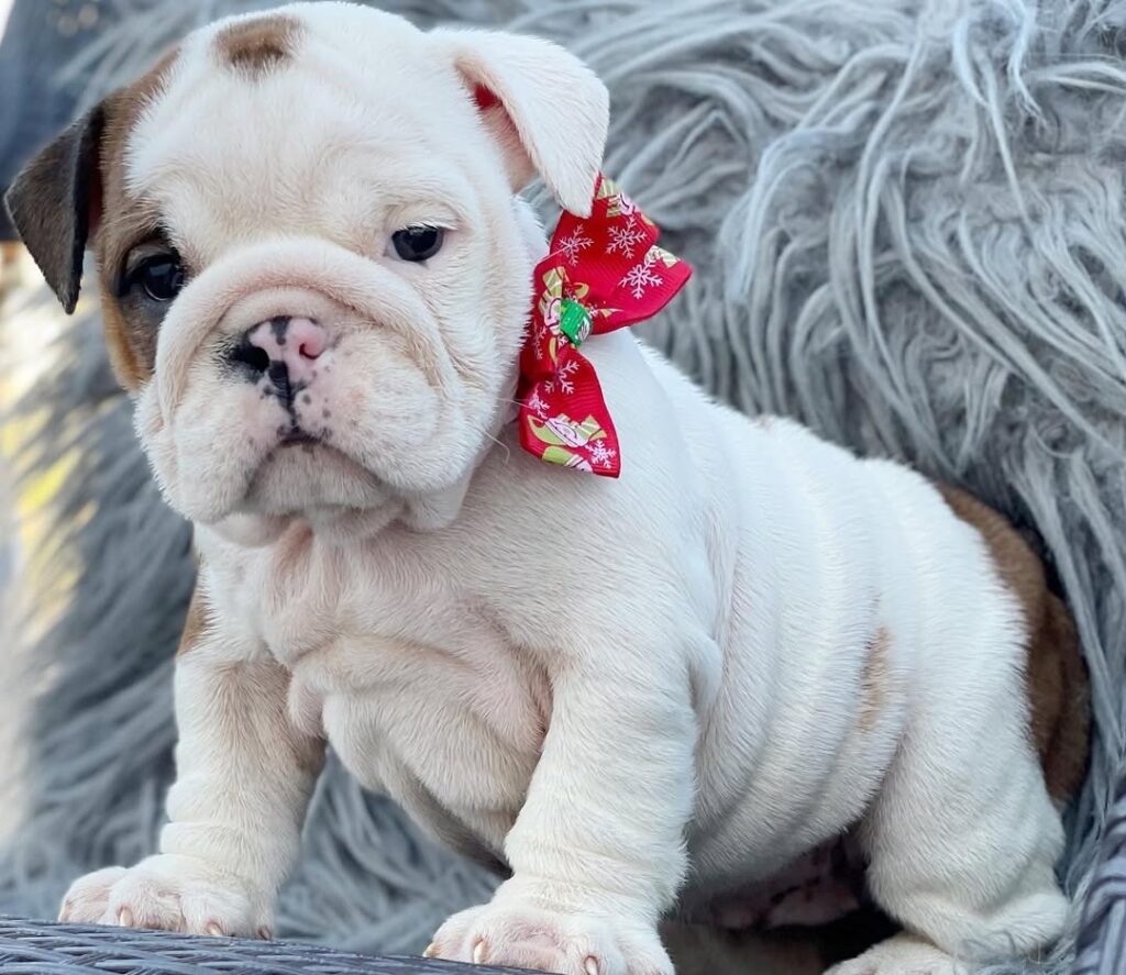 English Bulldog Puppies for sale