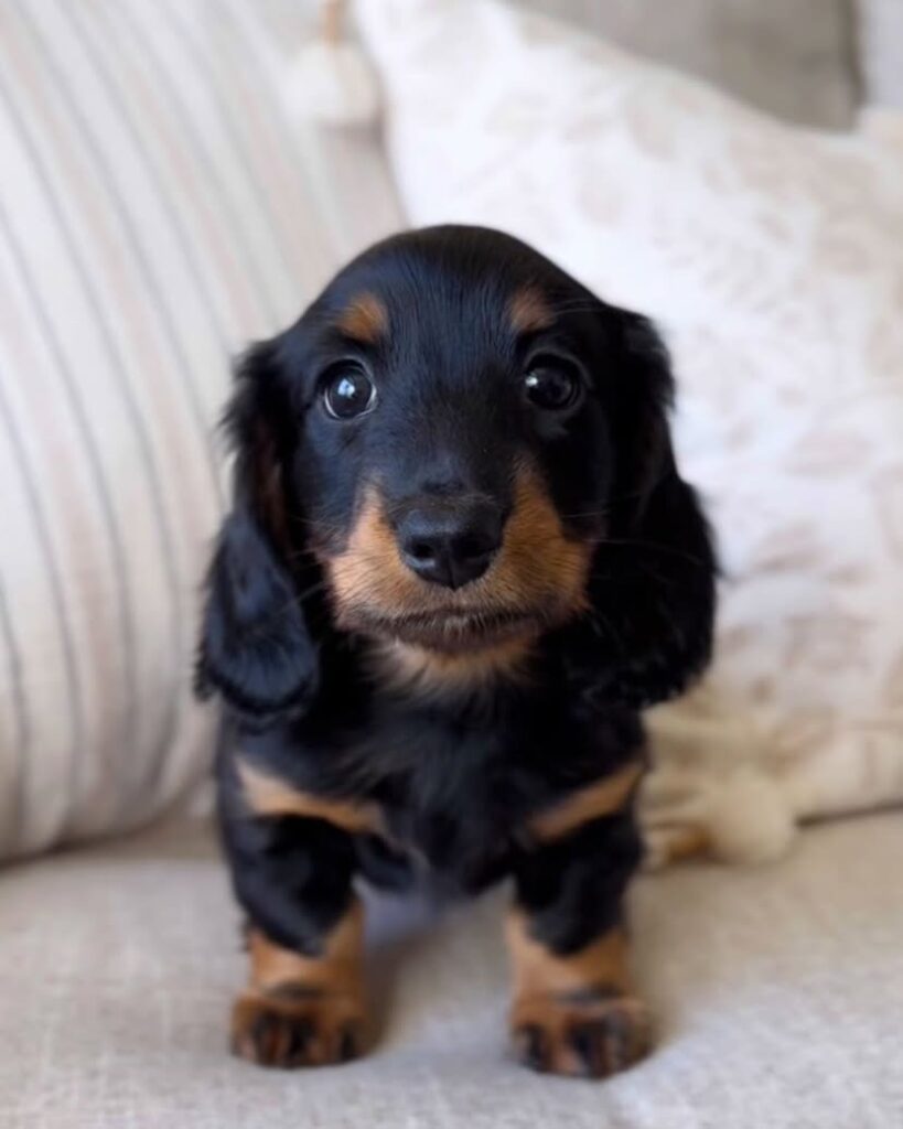 Dachshund puppies for sale