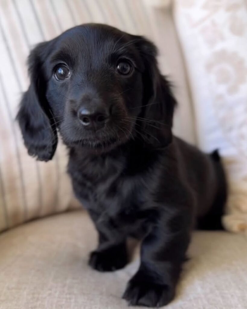 Dachshund puppies for sale