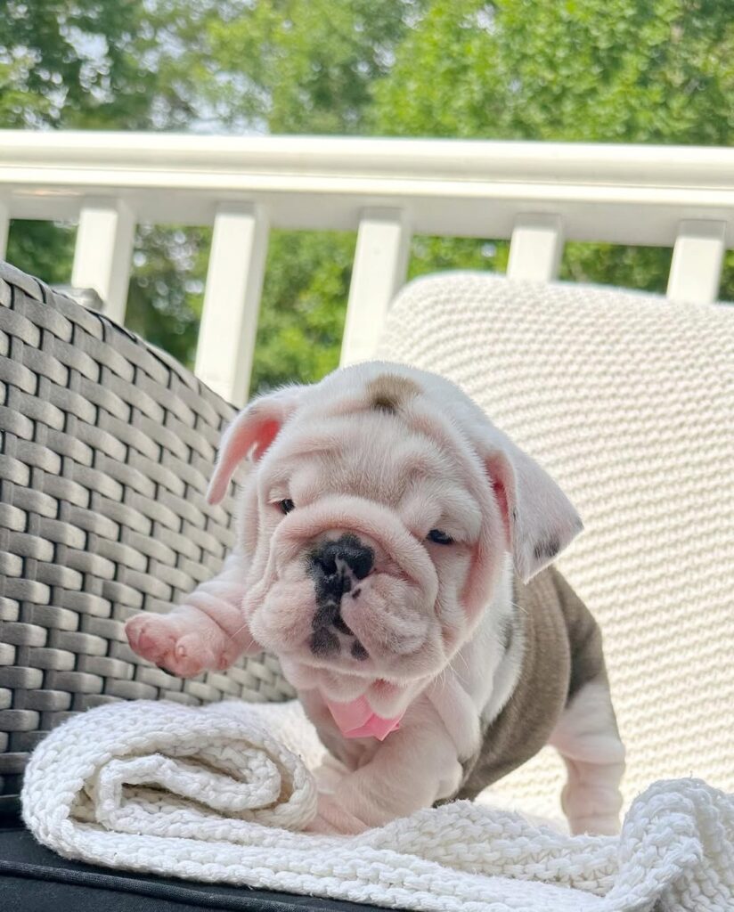 English Bulldog Puppies for sale