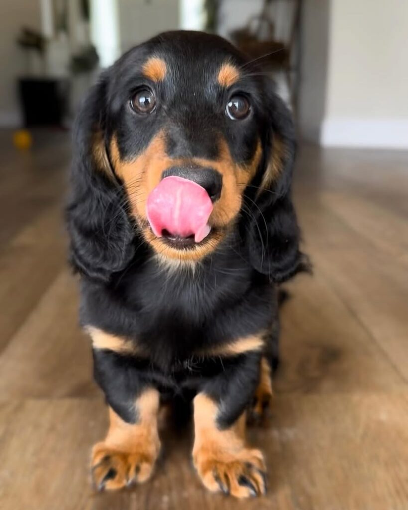 Dachshund puppies for sale