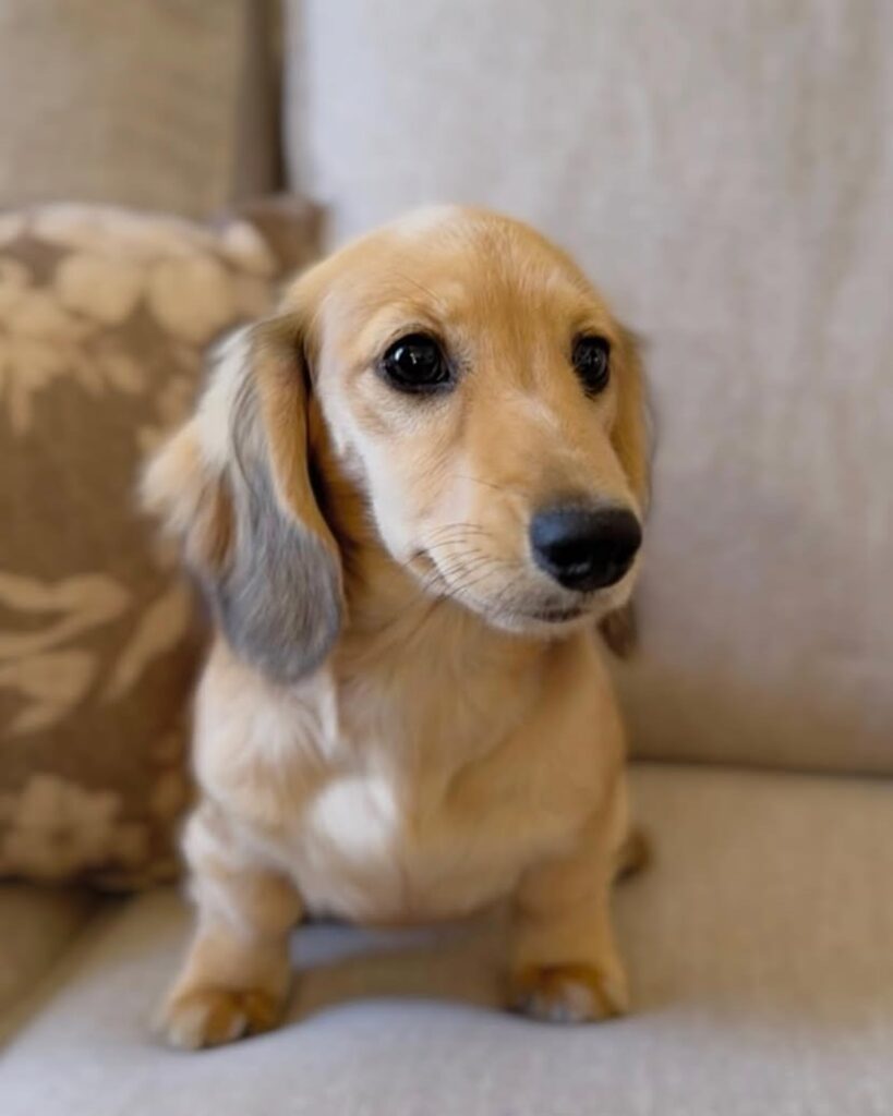 Dachshund puppies for sale