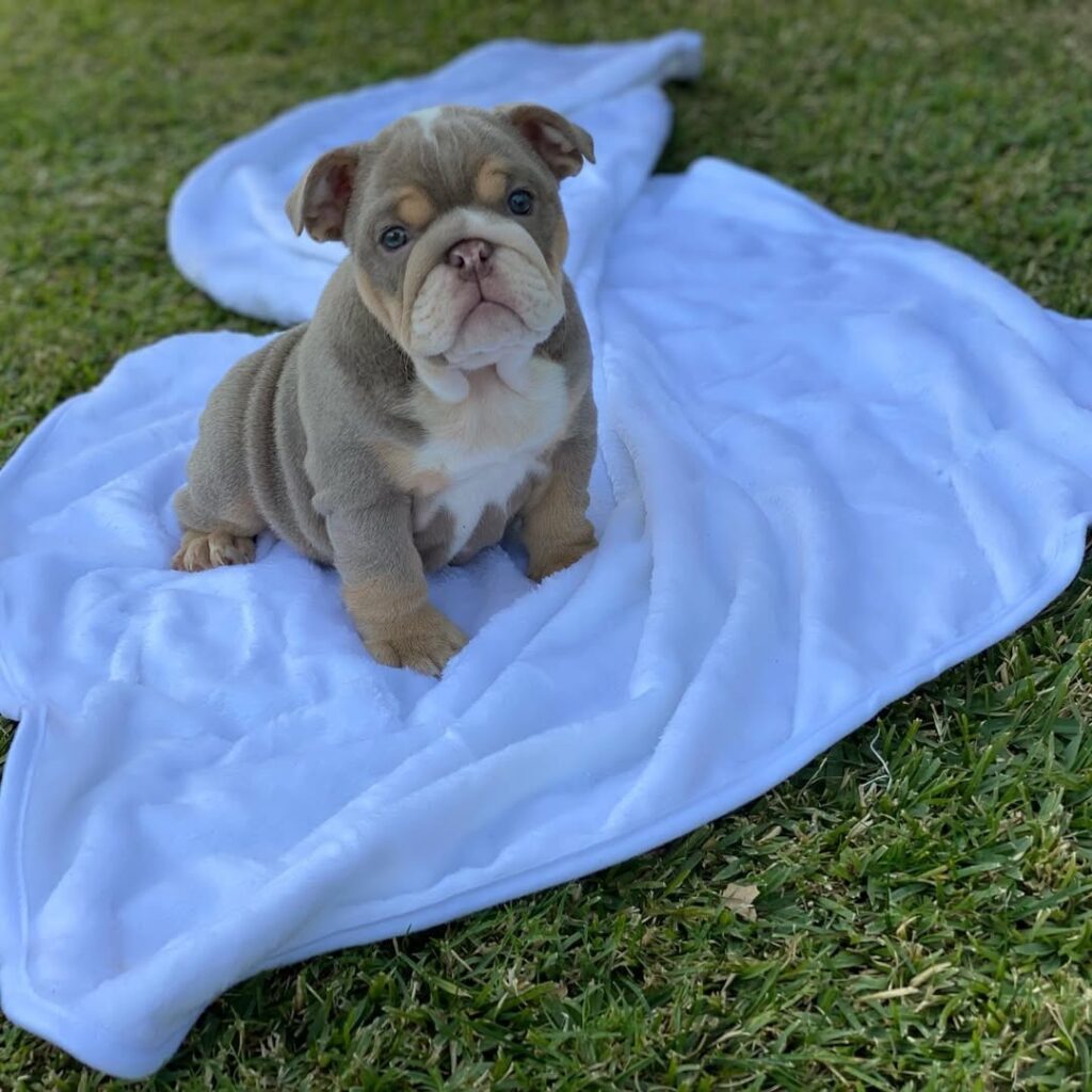 Puppies for sale