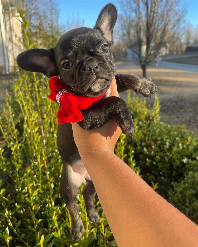 French Bulldog Puppies