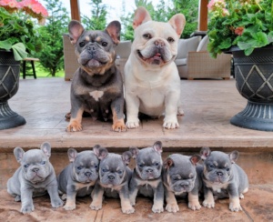Puppies